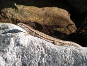 Podarcis muralis