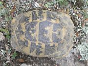 Testudo graeca