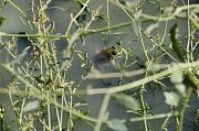 Pelophylax bedriagae