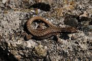 Podarcis muralis