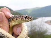 Dolichophis caspius