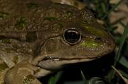 Pelophylax ridibundus