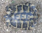 Testudo hermanni