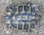 Testudo hermanni