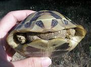 Testudo hermanni