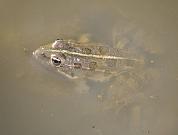 Pelophylax ridibundus