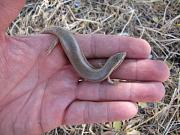 Chalcides ocellatus