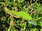 Lacerta viridis