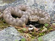 Vipera ammodytes