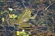 Pelophylax ridibundus