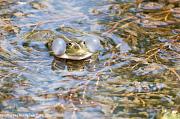 Pelophylax ridibundus