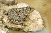 Pelophylax ridibundus