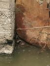 Natrix tessellata