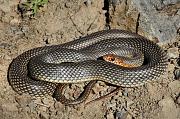 Dolichophis caspius