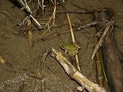 Pelophylax ridibundus