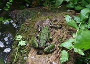 Pelophylax ridibundus