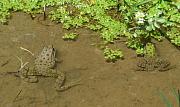 Pelophylax ridibundus