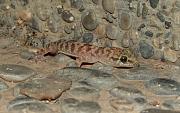 Hemidactylus turcicus