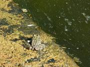 Pelophylax ridibundus