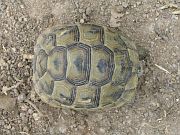 Testudo graeca