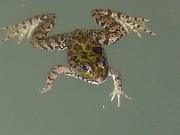 Pelophylax ridibundus