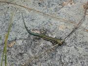 Podarcis muralis