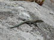 Podarcis muralis