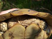 Testudo hermanni