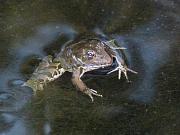 Pelophylax ridibundus