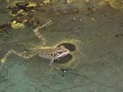 Pelophylax ridibundus