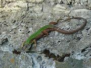 Lacerta viridis