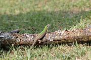 Lacerta viridis