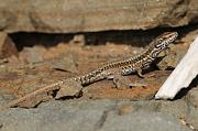 Podarcis muralis