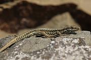 Podarcis muralis