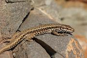 Podarcis muralis