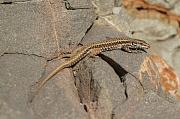 Podarcis muralis