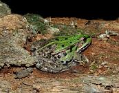 Pelophylax ridibundus