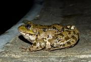 Pelophylax ridibundus