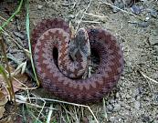 Vipera berus