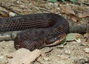 Vipera berus