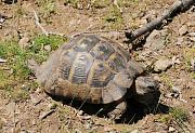 Testudo graeca