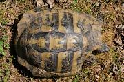 Testudo hermanni