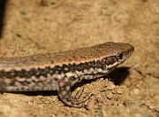 Podarcis muralis