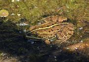 Pelophylax ridibundus