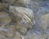 Pelophylax ridibundus