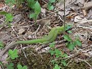 Lacerta viridis