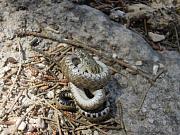 Natrix tessellata