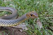 Dolichophis caspius