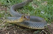 Dolichophis caspius