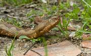 Vipera ammodytes